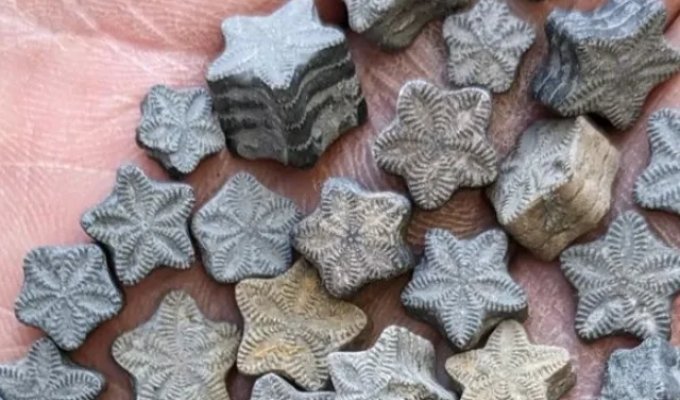 Stone "Stars" from the Bottom of an Ancient Ocean