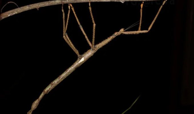 Scientists have discovered a new species of giant stick insect (2 photos + video)