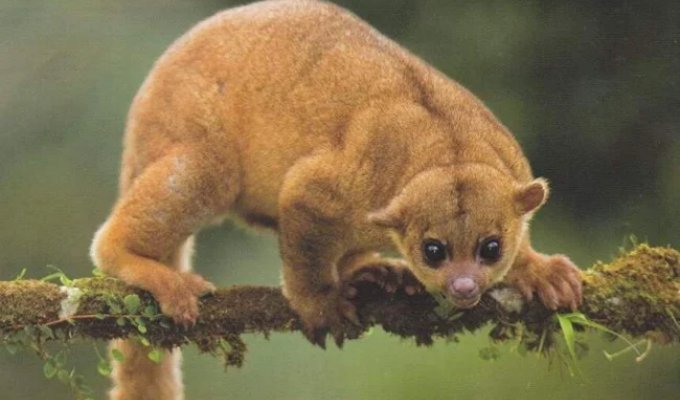 Olinguito: The Raccoon Who Decided to Become a Monkey (8 photos)