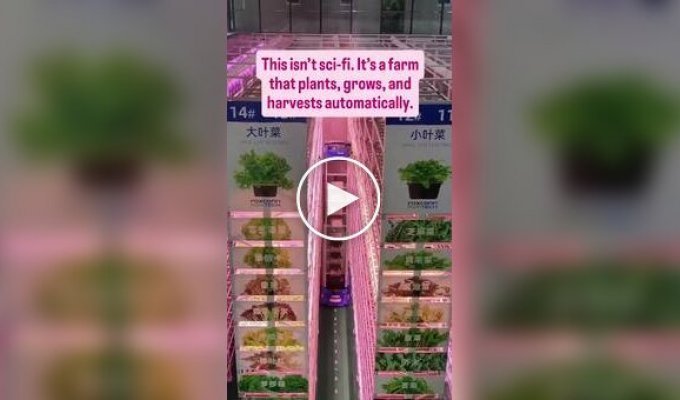 Ферма будущего в Китае