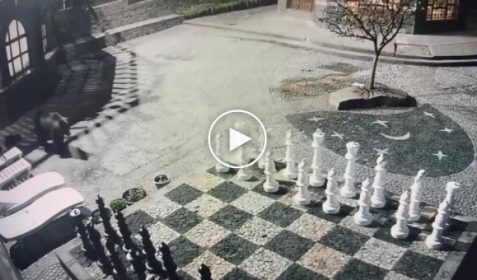 Bear move: a family of clubfoot walked along a chessboard