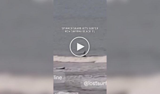 Shark knocks surfer off board