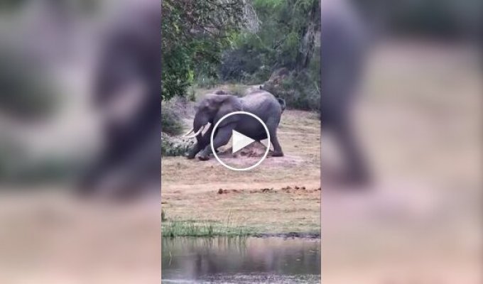 Факт о слонах, который вы предпочли бы не знать