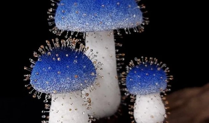 Крихітні гриби з Тайваню: знайдено вигляд висотою всього 1 мм (7 фото)
