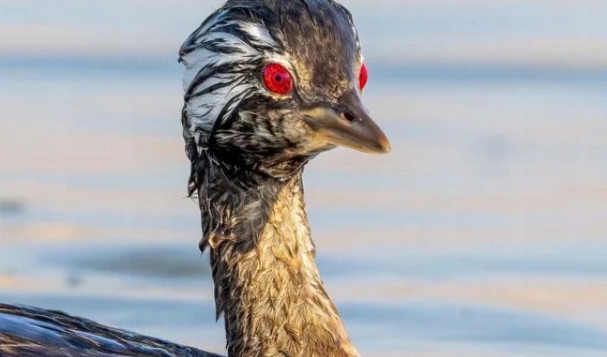 В Южной Америке обнаружили птицу с глазами демона (5 фото)