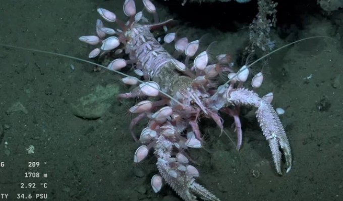 Barnacles: These Parasites Have Ravaged the Entire Ocean! (8 photos)