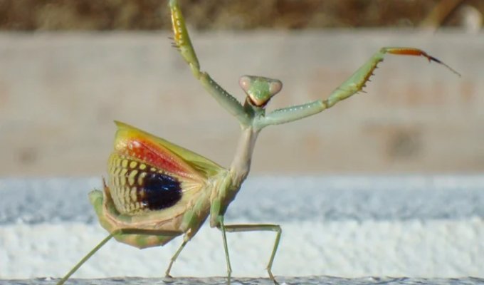 Звичайний богомол: чому він найкращий серед решти всіх богомолів? (10 фото)