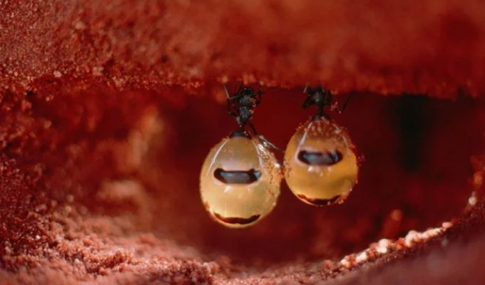 Медові мурахи: їхні тіла – бочки з цукром (7 фото)