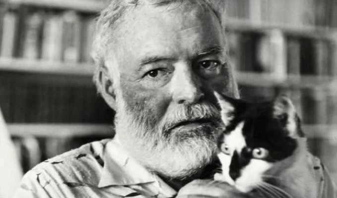 Hemingway’s six-toed cats (5 photos)