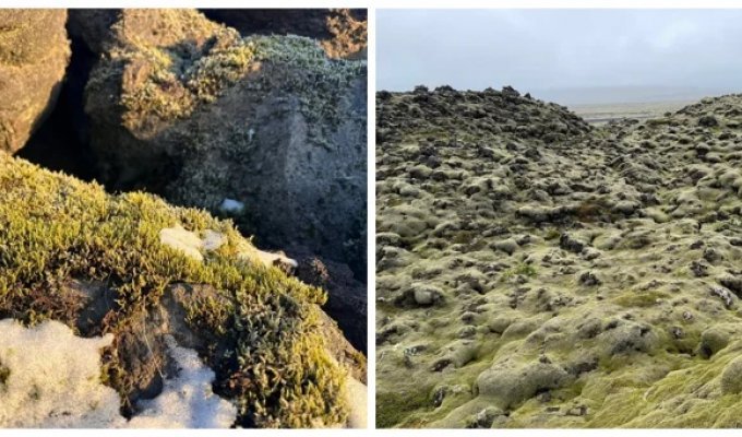 Icelandic moss that managed to hide the consequences of a terrible disaster (21 photos + 2 videos)