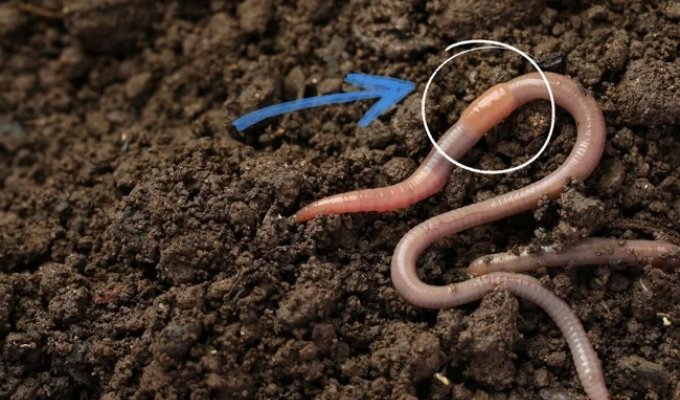 The secret of the belt earthworm: why does it need a jumper on its body (6 photos)