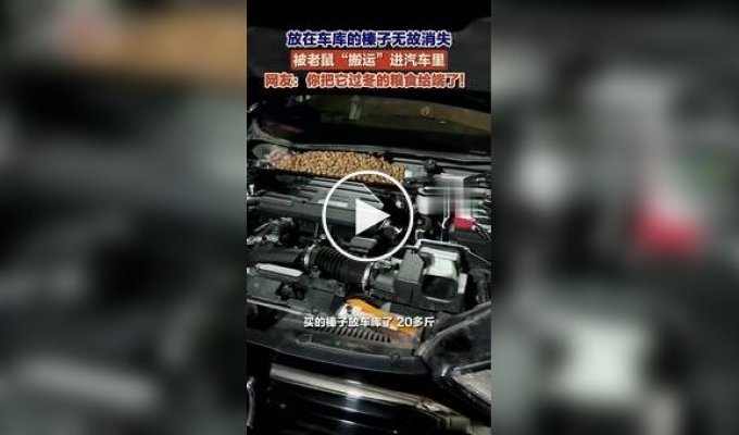 In China, a Man Found 18 kg of Hazelnuts Under the Hood of a Car