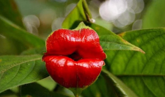 A Joke of Nature—The Amazing "Whore's Lips" Flower (16 photos)