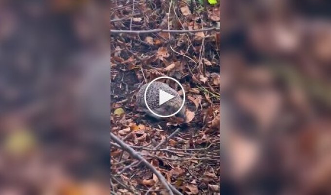 A hedgehog is preparing for hibernation