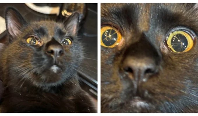 Кошка с редкой врождённой особенностью глаз (4 фото)