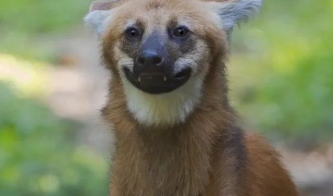 Guara, the funniest and most awkward wolf (3 photos)