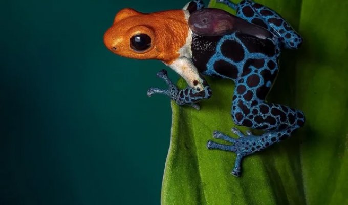 Подборка удивительной природы (14 фото)