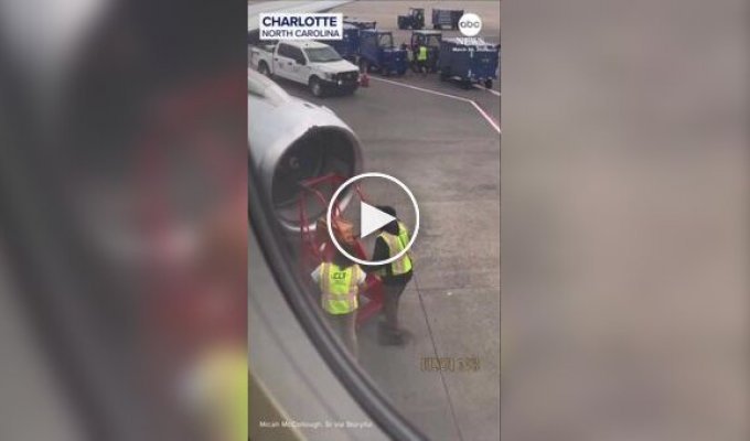 Літак не зміг злетіти через бджіл