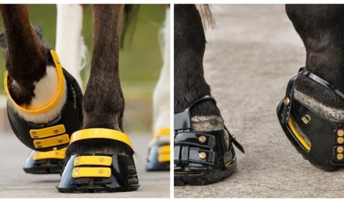 Horse Sneakers (1 photo + 1 video)