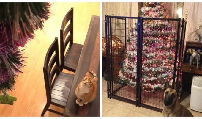 22 proven ways to protect the New Year's miracle and save your nerves (23 photos)