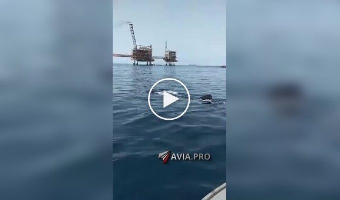 A man rode on the back of a whale shark back of a whale shark, rode, amazing, extreme