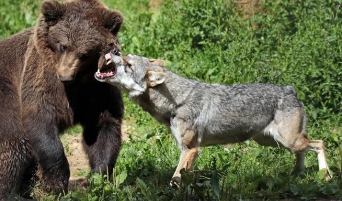 How do encounters between bears and wolves end? (11 photos)