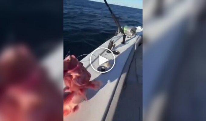 In the US, fishermen caught a fish with pronounced male characteristics.