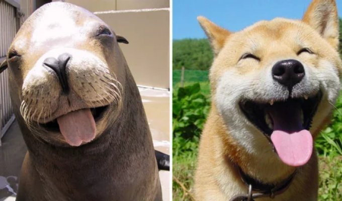 We just discovered that fur seals are actually... sea doggies! (20 photos)