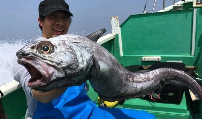 Small-eyed grenadier: this is what crab sticks are made of (9 photos)