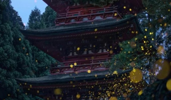 Hotarugari, the period of firefly activity in the mountains, is in full swing in Japan (10 photos)