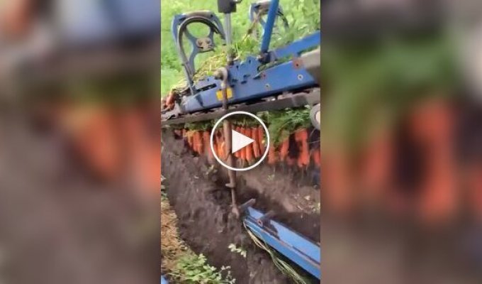 How carrot harvesting occurs in a field