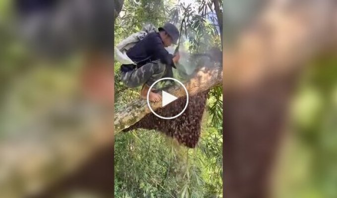 Сборщик дикого меда за работой