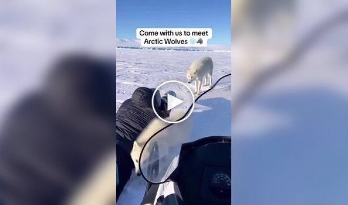 Уникальные кадры полярной семьи в арктических просторах