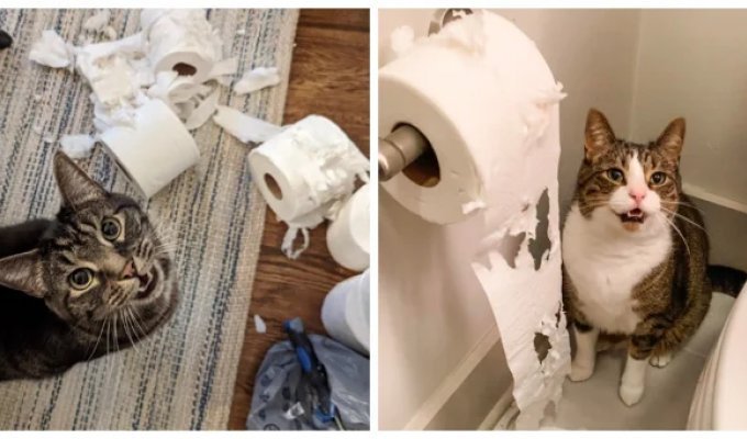 27 Furry Saboteurs Who Organized a Roll-Up Apocalypse at Home (28 photos)