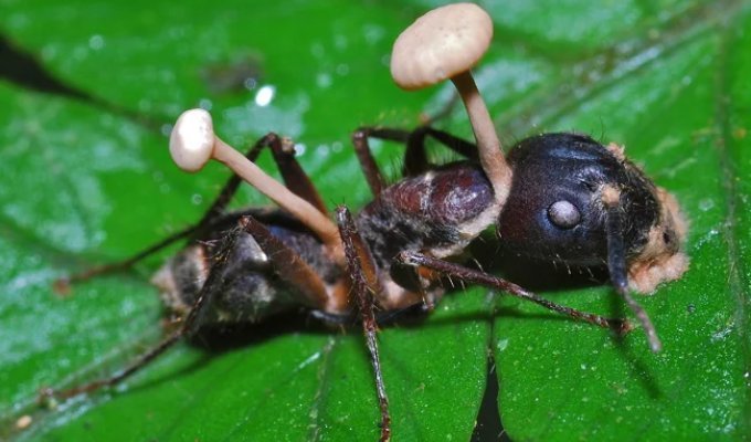 Кордицепс: хижий гриб створює зомбі з комах (9 фото)