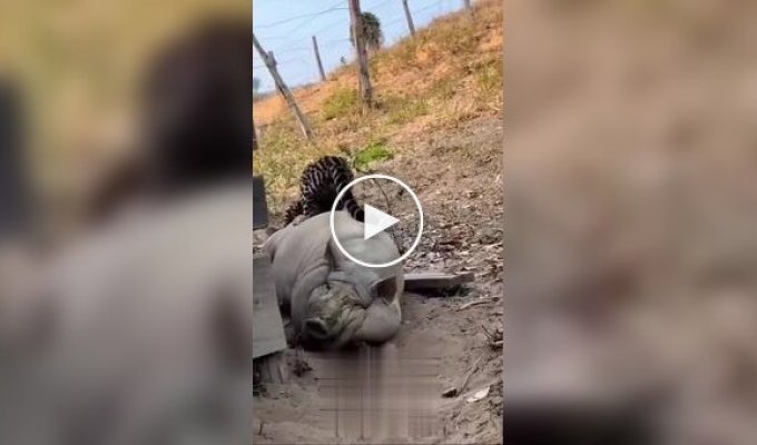 Свиня виявилася не за зубами оцелоту