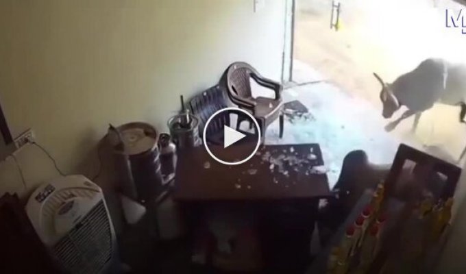 Two bulls broke into a store; an employee managed to hide.