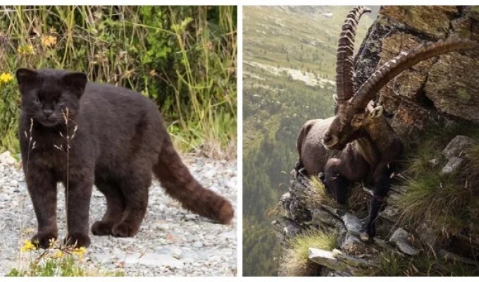 25 photos that will make you want to buy a tent and head off to the woods (26 photos)