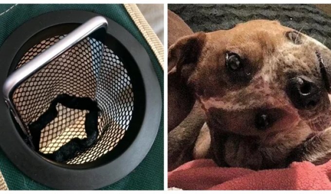 20 примеров того, как искусно мозг умеет обманывать восприятие (21 фото)