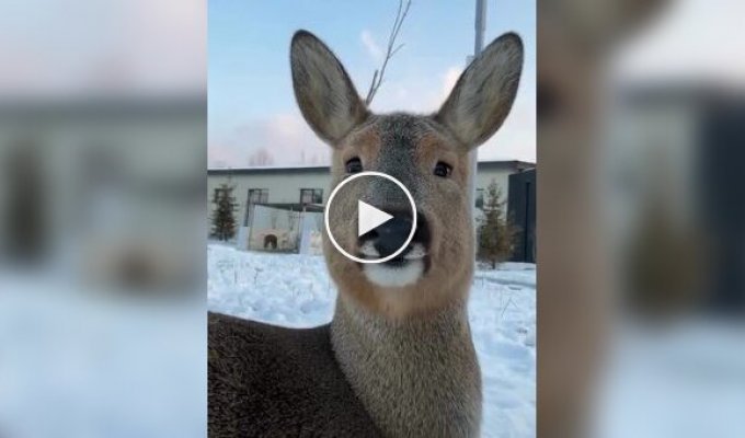 Сибірська козуля різко змінює зовнішній вигляд залежності від сезону
