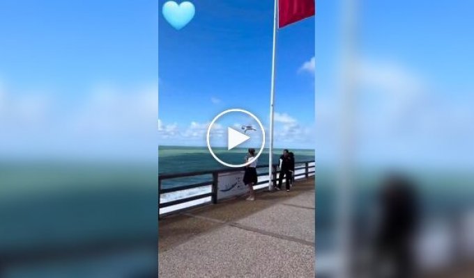 Чайка зависла в воздухе и укусила мороженое у американки