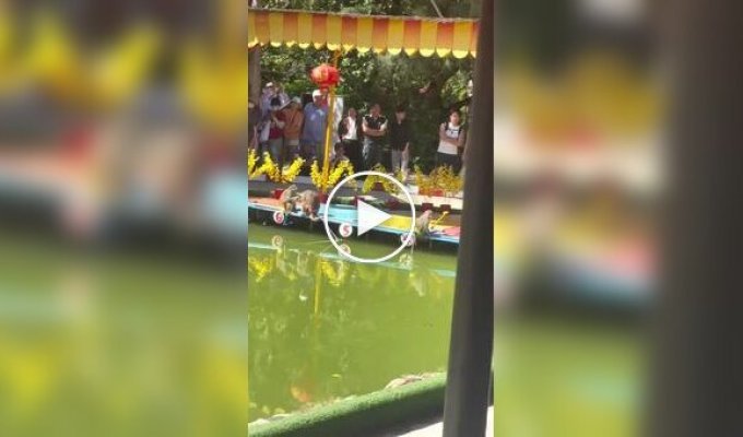 In Vietnam, monkey swims are being held instead of horse races
