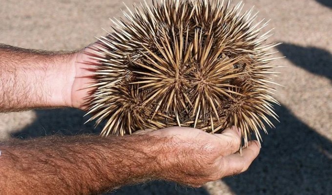 Echidna: Every Fact Is a Miracle of Nature (12 photos)