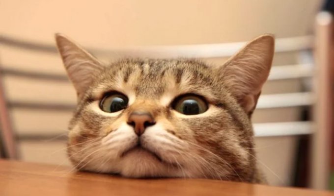 Looking straight into your soul: mustachioed beggars you definitely won't be able to refuse (34 photos)