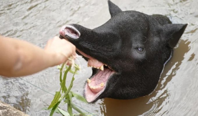 Tapir: stunted and doing well (11 photos)