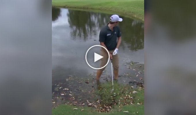 Аллигатор проследил за чистотой удара гольфиста