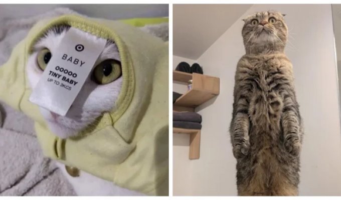 20 фото, которые лечат душу лучше любой терапии (21 фото)