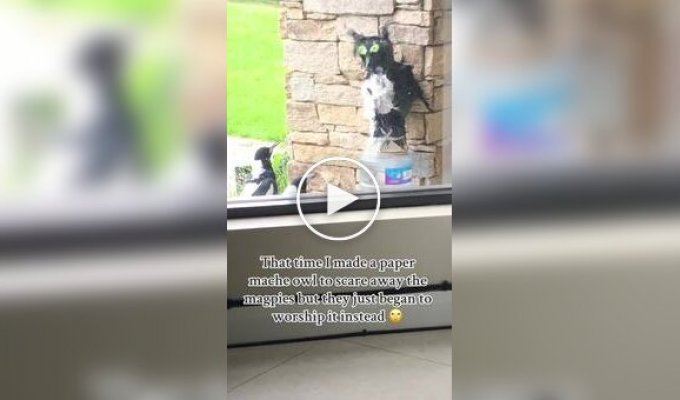 Опудало сови не допомогло прогнати настирливих птахів