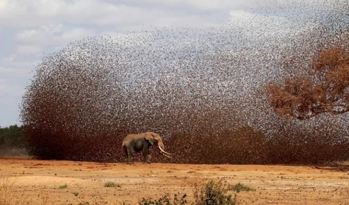 Red-billed Weaver: A Cloud of Hundreds of Millions of Birds Devastates Africa (10 photos)