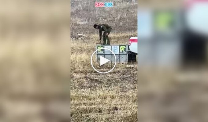 A bear tried to attack its savior